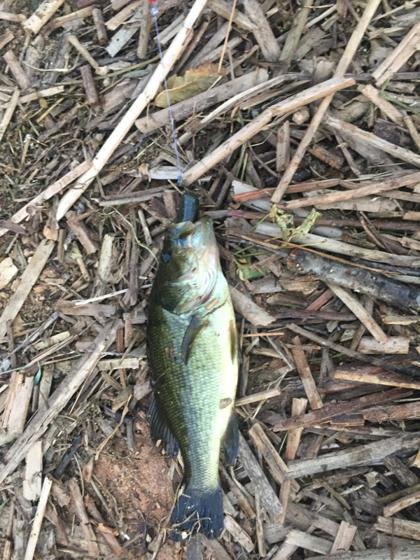A photo of Charles Mccall's catch
