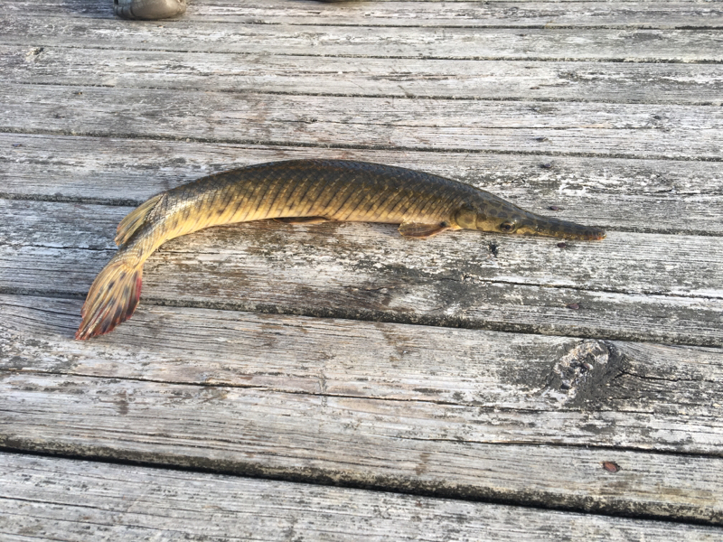 A photo of caden bentley's catch