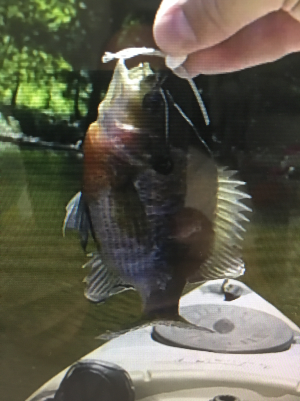 A photo of Roger Mitchell's catch