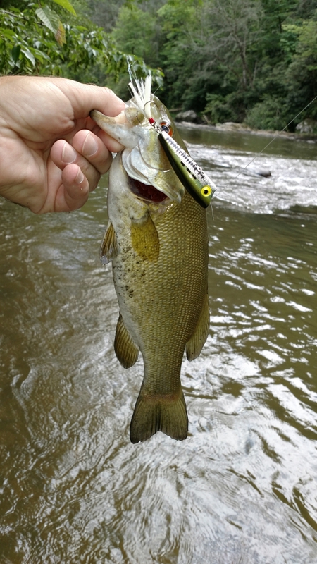 A photo of Dan Cook's catch