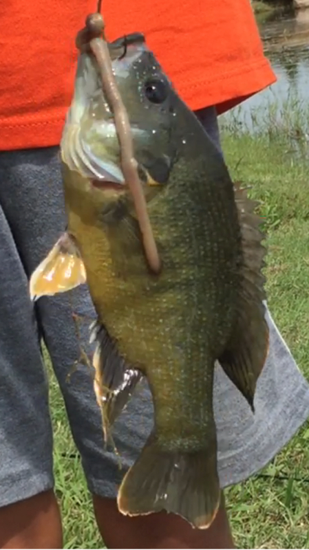 Caught a Bluegill on Lake Ray Hubbard using a worm