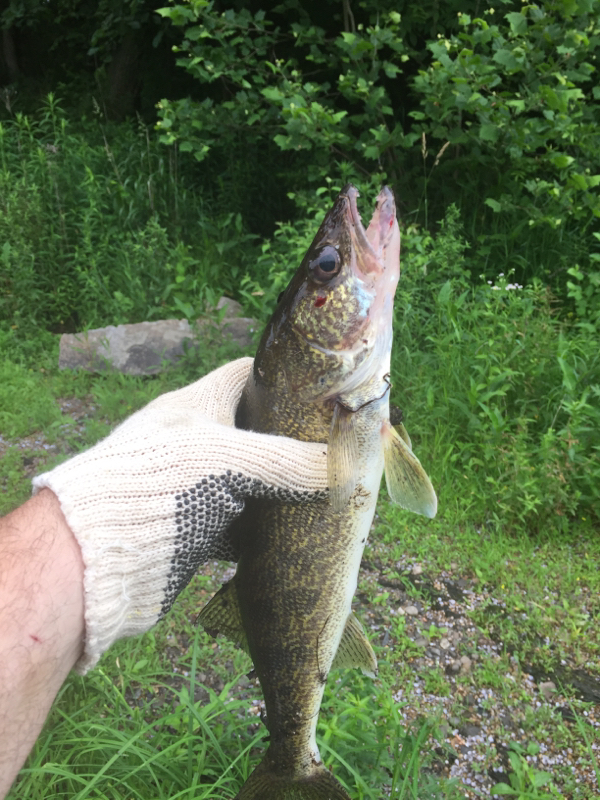 A photo of Dan Mead's catch