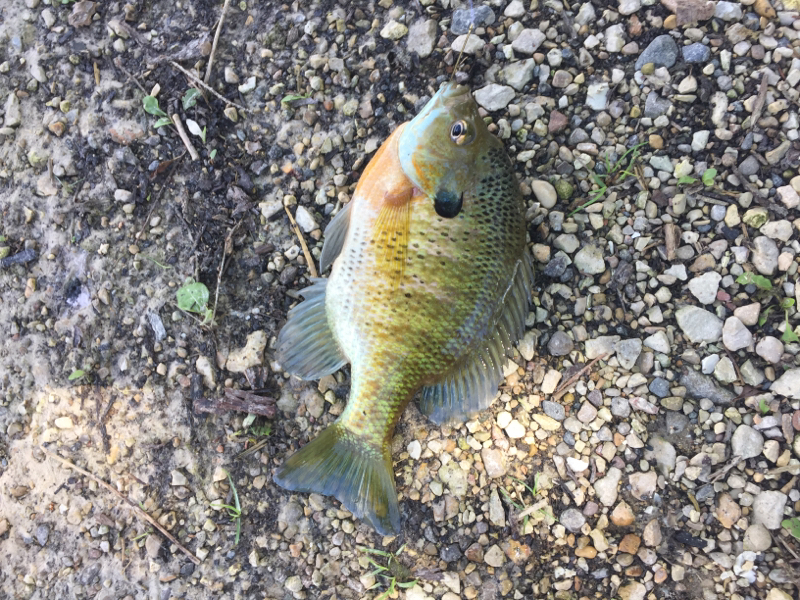 A photo of Heather Price's catch