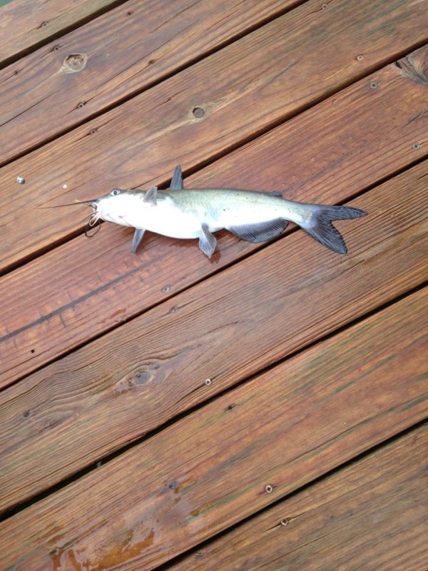 Caught a Blue Catfish on Cedar Creek Lake using a minnow