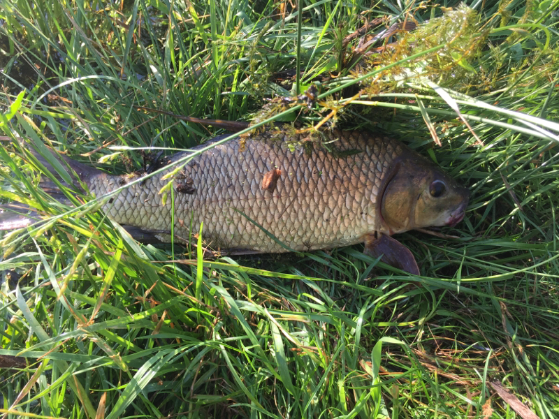 A photo of Charles Mccall's catch