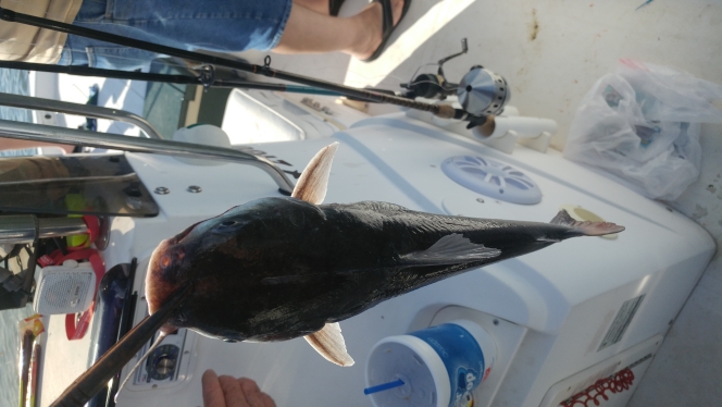 A photo of Carey  R's catch