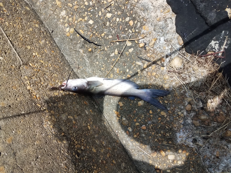 A photo of Anthony Barnhart's catch