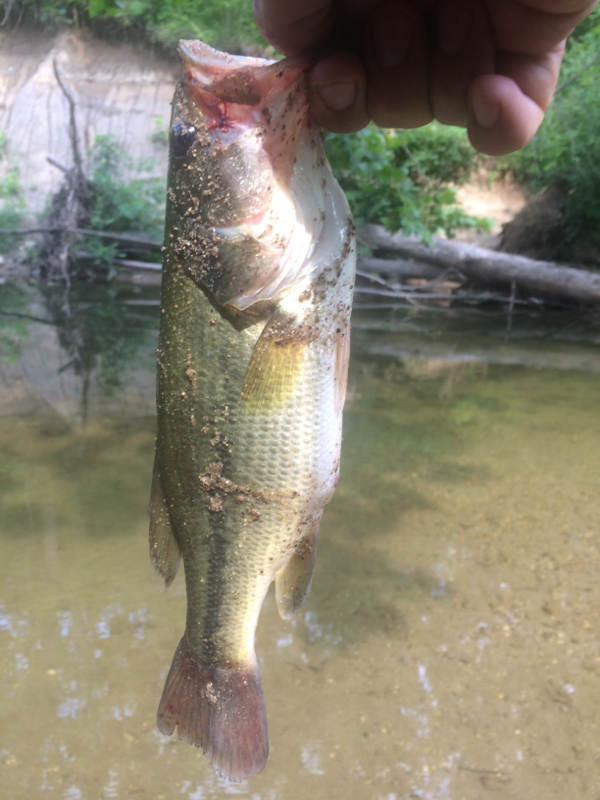 A photo of Jesse Franklin's catch