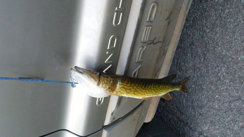A photo of josh willoughby's catch