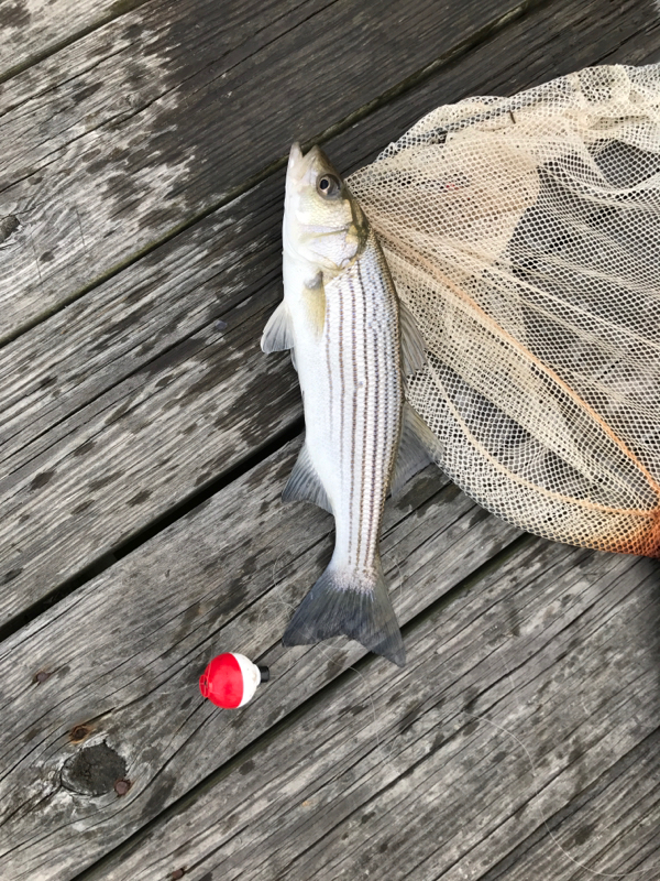 A photo of Greg Powers's catch
