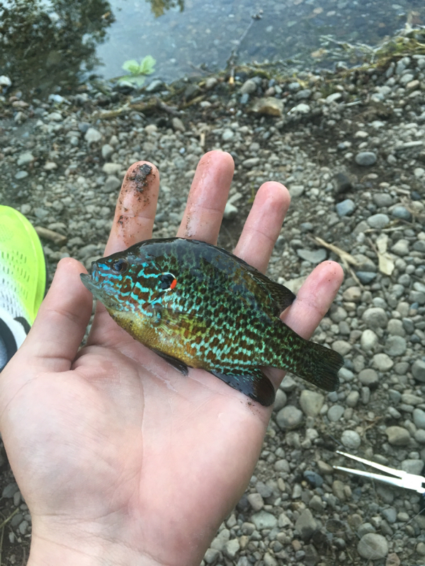 A photo of Joshua Price's catch