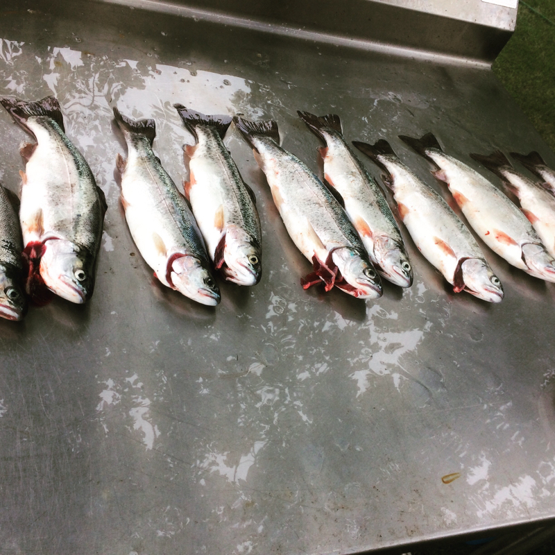 A photo of Dillen Kangas's catch