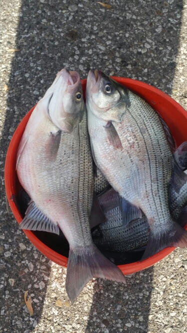 A photo of Mr Carson's catch
