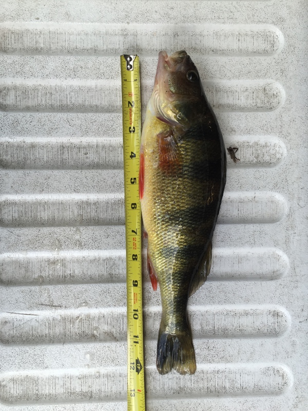 A photo of James Kingery's catch