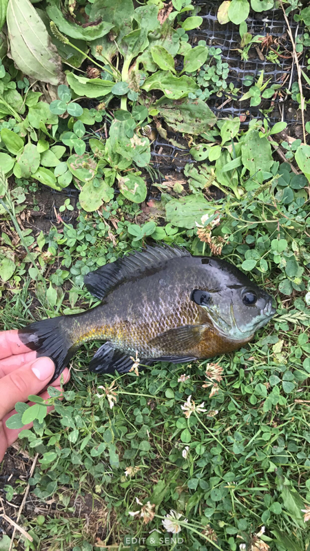 A photo of dean cribaro's catch