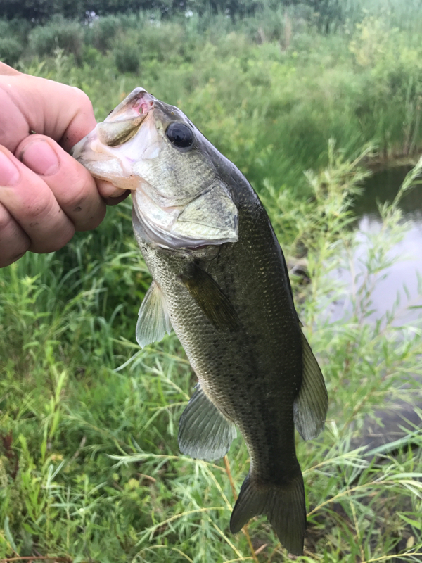 A photo of dean cribaro's catch