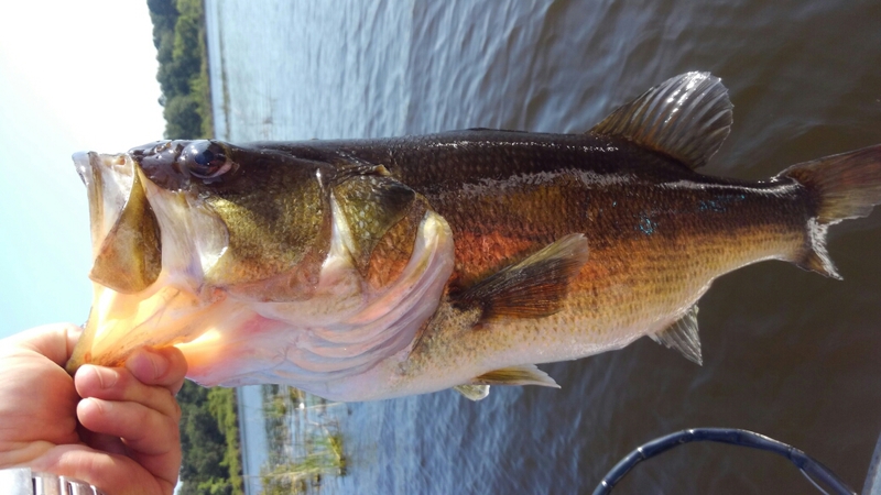 A photo of cliff hall's catch