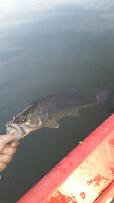 A photo of Shane Davis's catch
