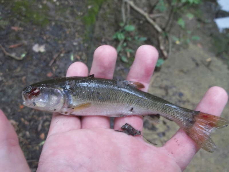 A photo of Benjamin Waner's catch