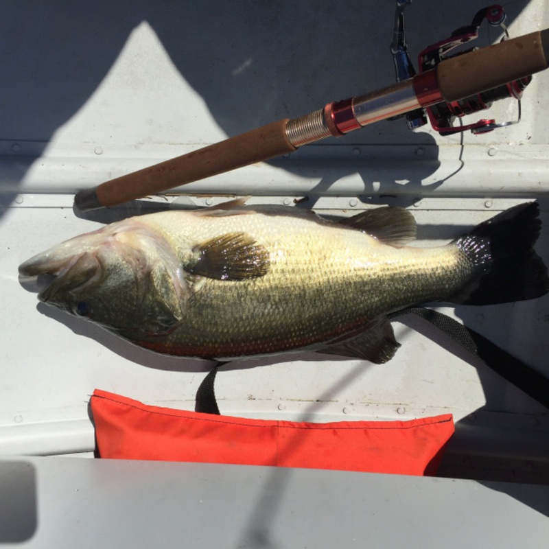 A photo of rick harris's catch