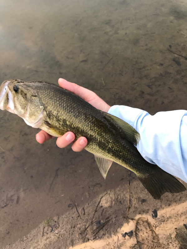 Lake Oliver GA Fishing Reports, Map & Hot Spots