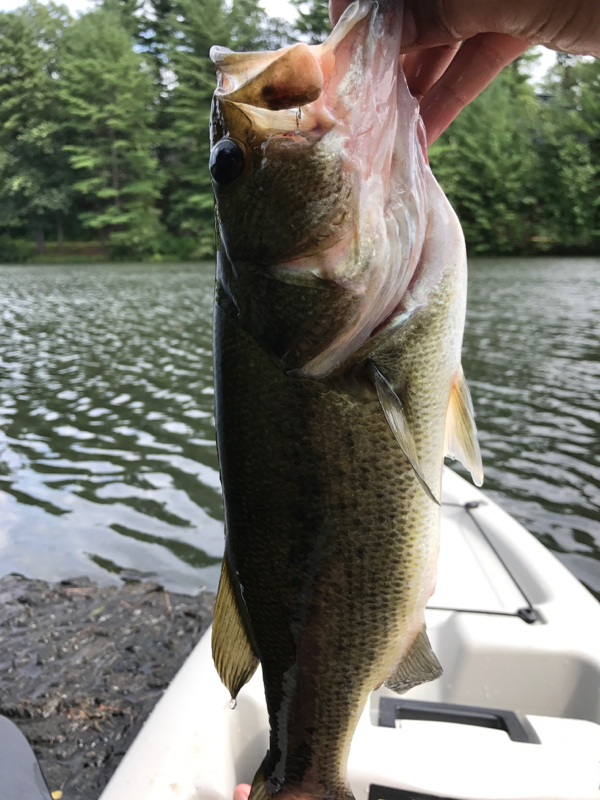 A photo of Ryan Scerra's catch