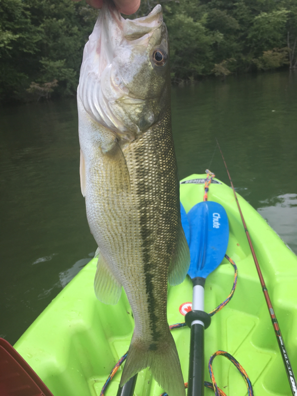 Caught a Spotted Bass on Lake Chatuge using a creature bait