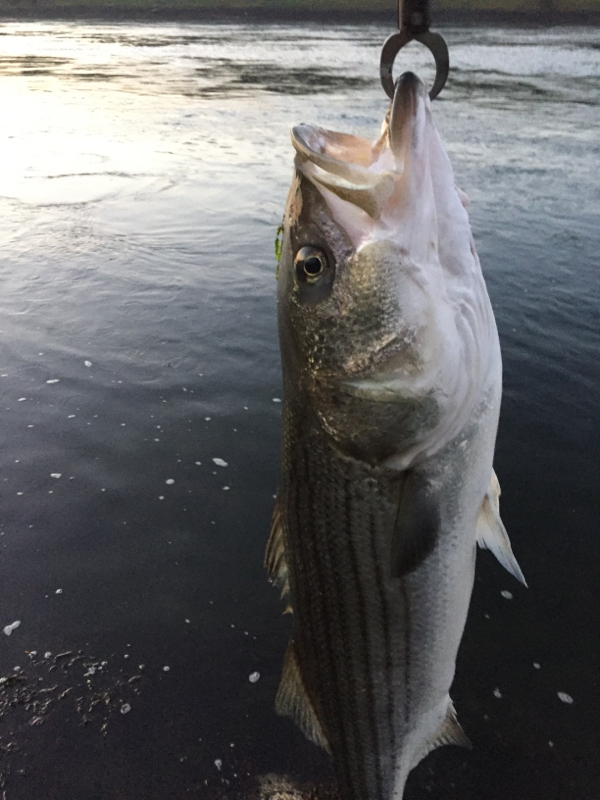 A photo of Tiger Warren's catch