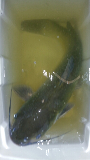 A photo of Dale Massman's catch