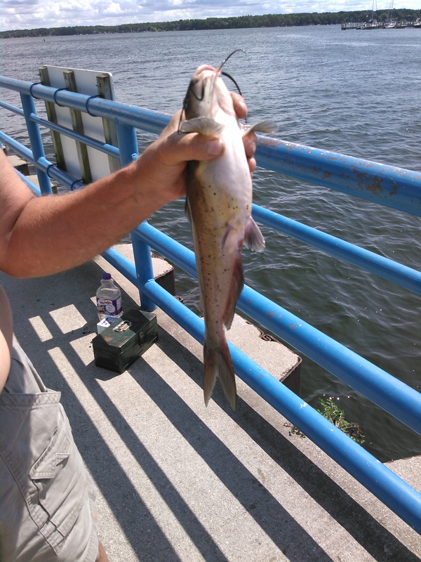 A photo of R. Zattau's catch