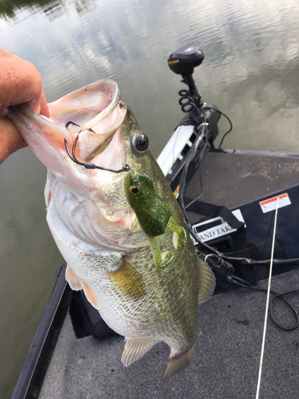 Caught a Largemouth Bass on using a frog
