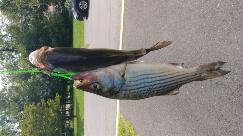A photo of Franco Vizcardo's catch