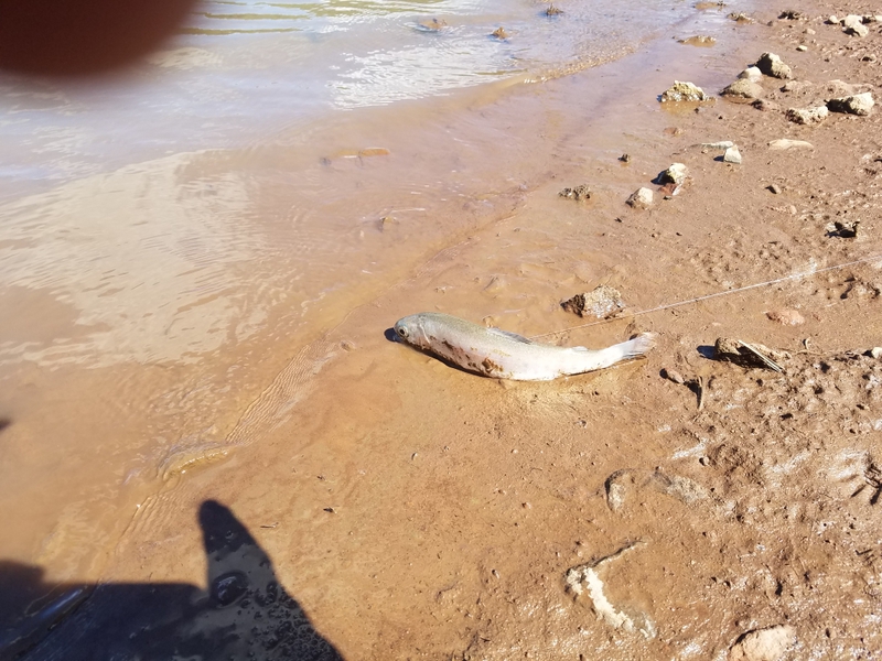 A photo of Caleb White's catch