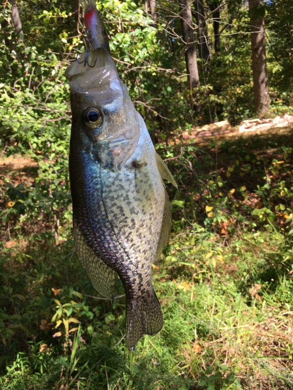 A photo of Jared King's catch