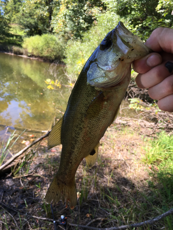 A photo of Jared King's catch