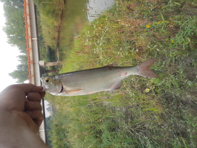 A photo of Steve Frooman's catch