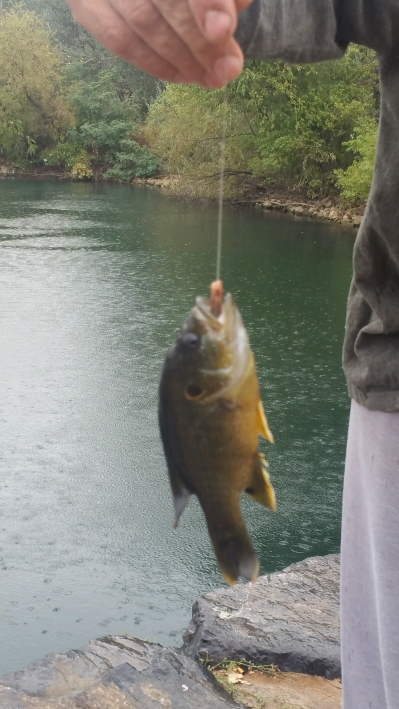 A photo of michael bing's catch