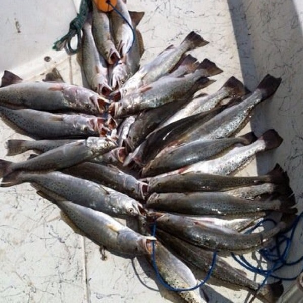A photo of txskiffer's catch