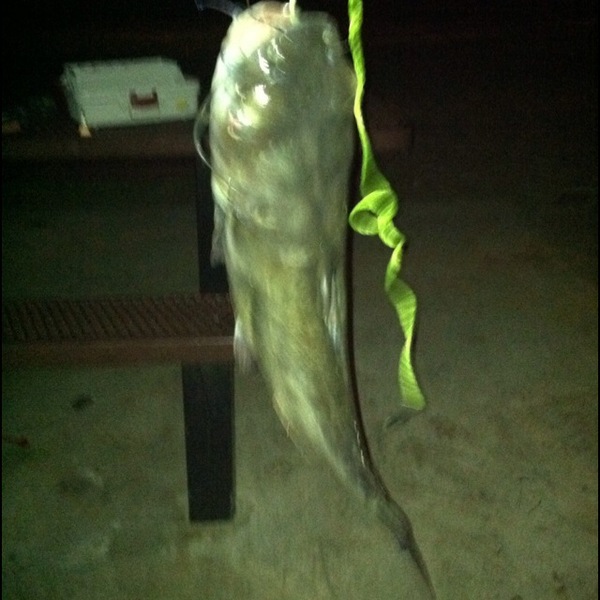 A photo of evandineen's catch