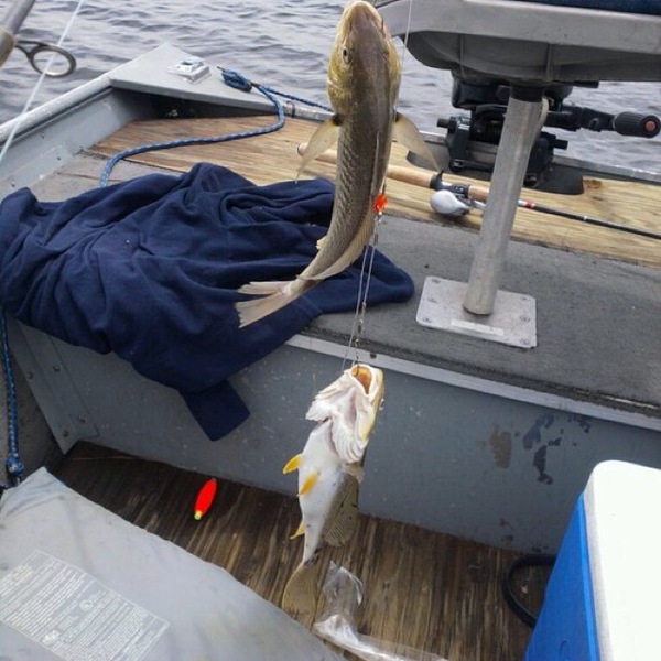 A photo of KrystenElizabeth25's catch