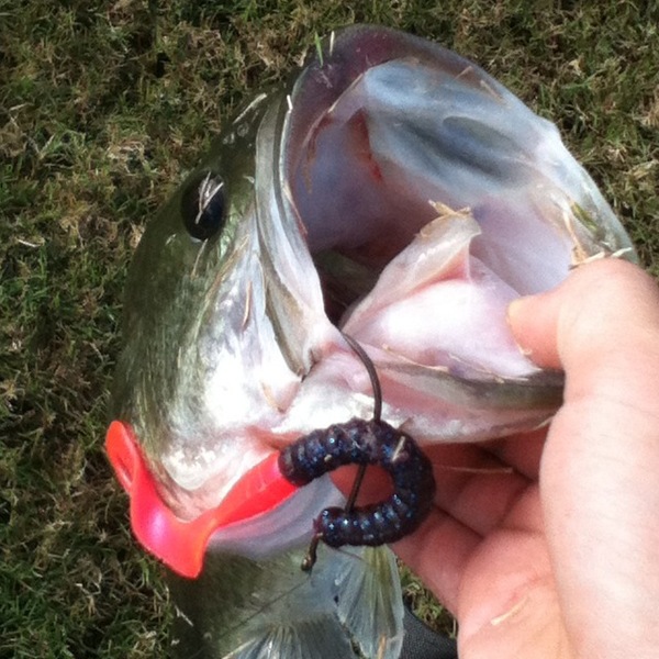 A photo of Texas_Shark's catch