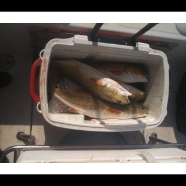 A photo of reelcowboy's catch