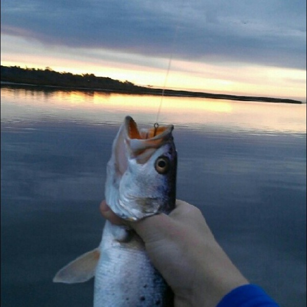 A photo of The_Reel_King14's catch