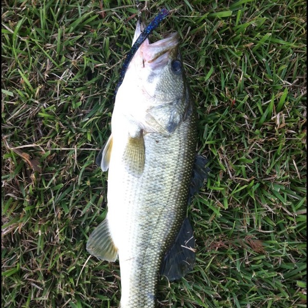 A photo of ben_224's catch