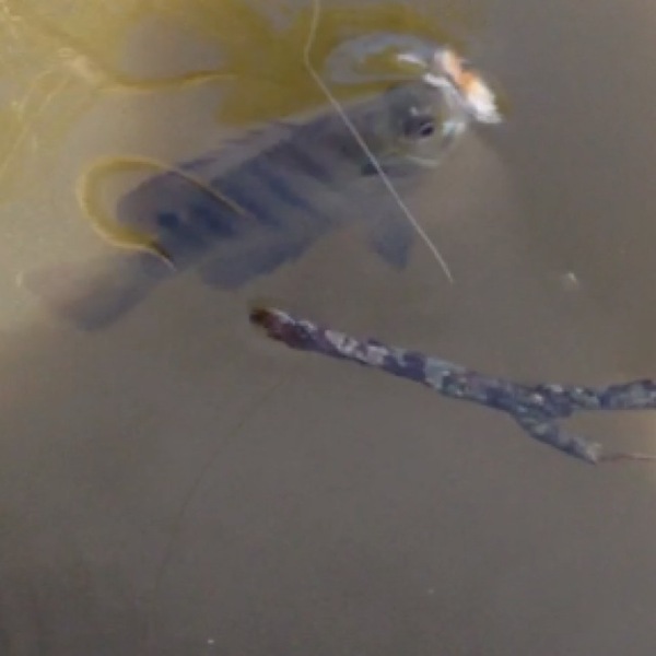 A photo of ben_224's catch
