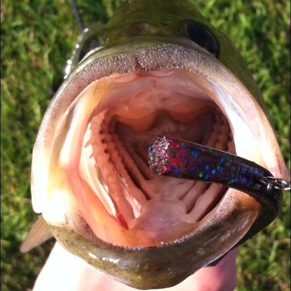 A photo of ben_224's catch