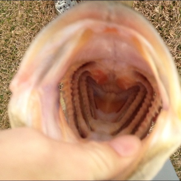 A photo of ben_224's catch