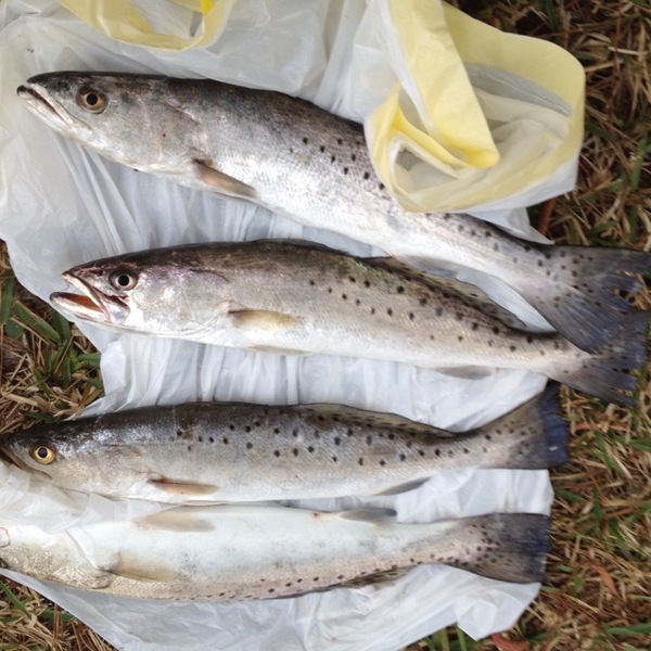 A photo of eman825's catch
