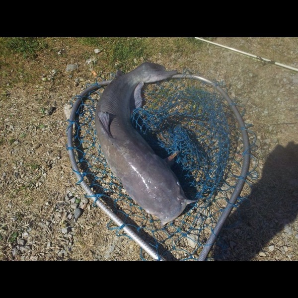 A photo of gilly15's catch