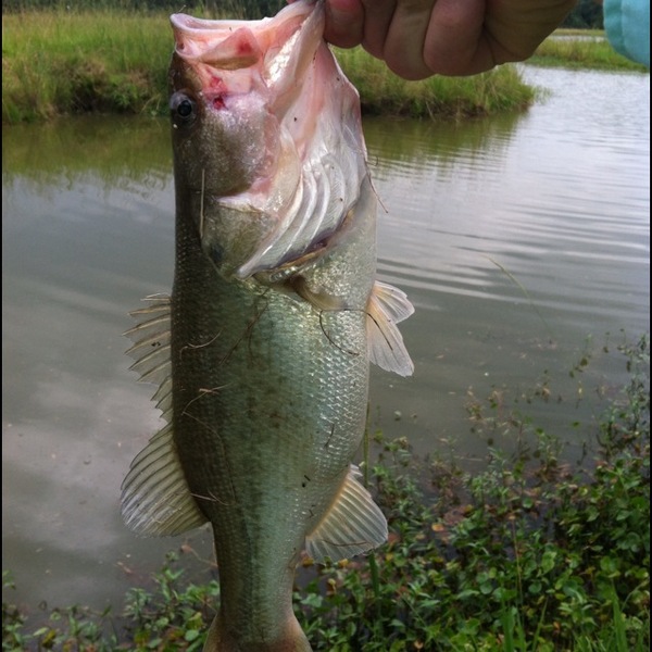 A photo of Clay Watterson's catch